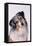 Australian Shepherd Tilting Head-DLILLC-Framed Premier Image Canvas