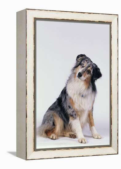 Australian Shepherd Tilting Head-DLILLC-Framed Premier Image Canvas