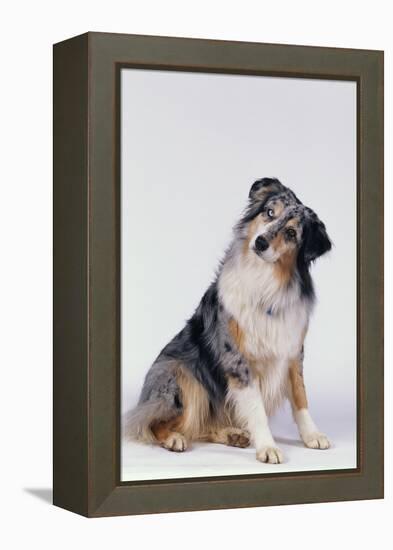 Australian Shepherd Tilting Head-DLILLC-Framed Premier Image Canvas