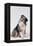 Australian Shepherd Tilting Head-DLILLC-Framed Premier Image Canvas