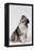 Australian Shepherd Tilting Head-DLILLC-Framed Premier Image Canvas