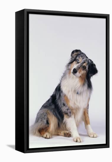 Australian Shepherd Tilting Head-DLILLC-Framed Premier Image Canvas