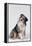 Australian Shepherd Tilting Head-DLILLC-Framed Premier Image Canvas