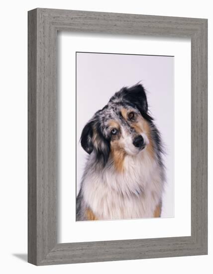 Australian Shepherd Tilting Head-DLILLC-Framed Photographic Print