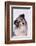 Australian Shepherd Tilting Head-DLILLC-Framed Photographic Print