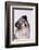 Australian Shepherd Tilting Head-DLILLC-Framed Photographic Print