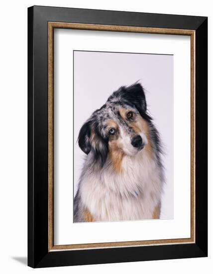 Australian Shepherd Tilting Head-DLILLC-Framed Photographic Print