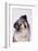 Australian Shepherd Tilting Head-DLILLC-Framed Photographic Print