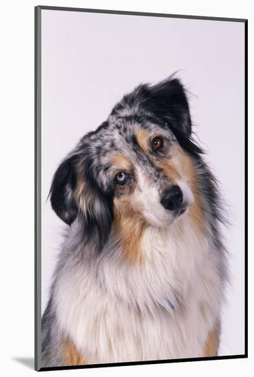 Australian Shepherd Tilting Head-DLILLC-Mounted Photographic Print