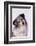 Australian Shepherd Tilting Head-DLILLC-Framed Photographic Print