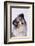 Australian Shepherd Tilting Head-DLILLC-Framed Photographic Print