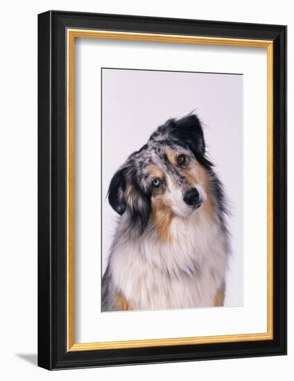 Australian Shepherd Tilting Head-DLILLC-Framed Photographic Print