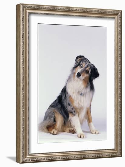 Australian Shepherd Tilting Head-DLILLC-Framed Photographic Print