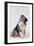 Australian Shepherd Tilting Head-DLILLC-Framed Photographic Print