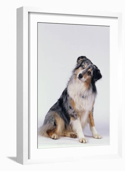 Australian Shepherd Tilting Head-DLILLC-Framed Photographic Print