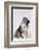 Australian Shepherd Tilting Head-DLILLC-Framed Photographic Print