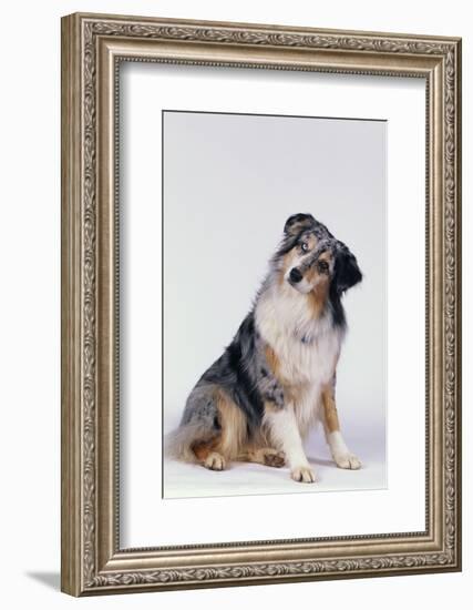 Australian Shepherd Tilting Head-DLILLC-Framed Photographic Print