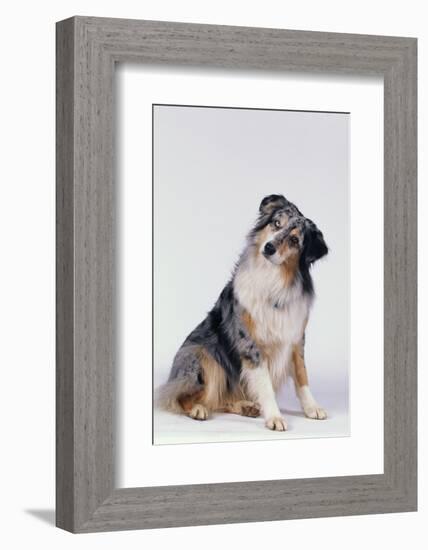 Australian Shepherd Tilting Head-DLILLC-Framed Photographic Print