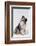 Australian Shepherd Tilting Head-DLILLC-Framed Photographic Print