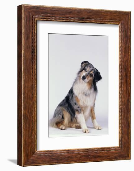 Australian Shepherd Tilting Head-DLILLC-Framed Photographic Print