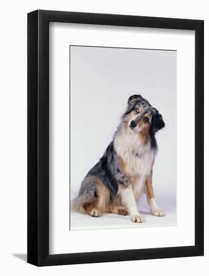 Australian Shepherd Tilting Head-DLILLC-Framed Photographic Print