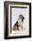 Australian Shepherd Tilting Head-DLILLC-Framed Photographic Print