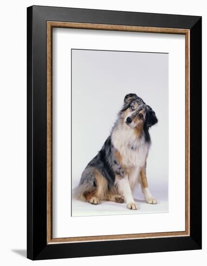 Australian Shepherd Tilting Head-DLILLC-Framed Photographic Print