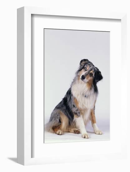 Australian Shepherd Tilting Head-DLILLC-Framed Photographic Print