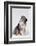 Australian Shepherd Tilting Head-DLILLC-Framed Photographic Print