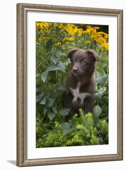 Australian Shepherd-null-Framed Photographic Print