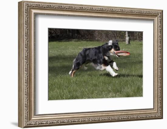 Australian Shepherd-Lynn M^ Stone-Framed Photographic Print