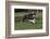 Australian Shepherd-Lynn M^ Stone-Framed Photographic Print