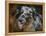 Australian Shepherd-Jai Johnson-Framed Premier Image Canvas