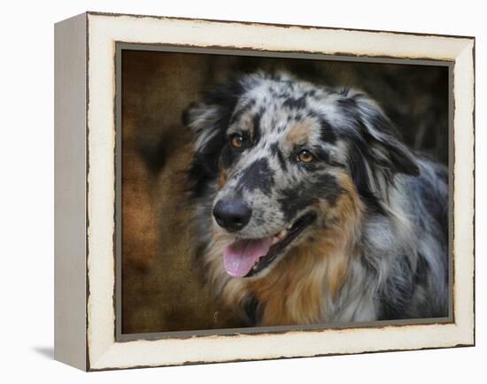 Australian Shepherd-Jai Johnson-Framed Premier Image Canvas