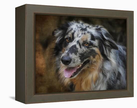 Australian Shepherd-Jai Johnson-Framed Premier Image Canvas