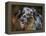 Australian Shepherd-Jai Johnson-Framed Premier Image Canvas