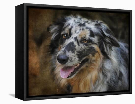 Australian Shepherd-Jai Johnson-Framed Premier Image Canvas