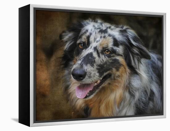 Australian Shepherd-Jai Johnson-Framed Premier Image Canvas