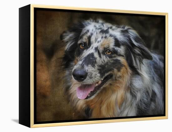 Australian Shepherd-Jai Johnson-Framed Premier Image Canvas