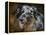 Australian Shepherd-Jai Johnson-Framed Premier Image Canvas