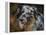 Australian Shepherd-Jai Johnson-Framed Premier Image Canvas