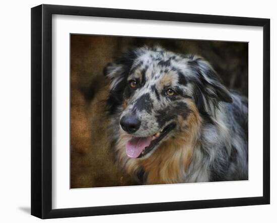 Australian Shepherd-Jai Johnson-Framed Giclee Print