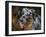 Australian Shepherd-Jai Johnson-Framed Giclee Print