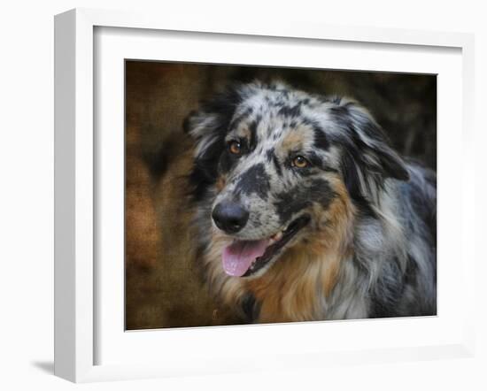 Australian Shepherd-Jai Johnson-Framed Giclee Print