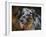 Australian Shepherd-Jai Johnson-Framed Giclee Print