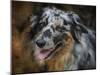 Australian Shepherd-Jai Johnson-Mounted Giclee Print