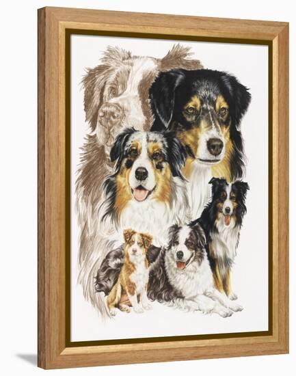 Australian Shepherds-Barbara Keith-Framed Premier Image Canvas