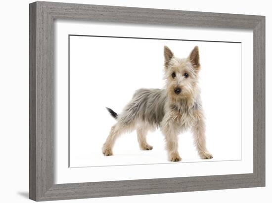 Australian Silky Terrier Puppy in Studio-null-Framed Photographic Print