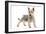 Australian Silky Terrier Puppy in Studio-null-Framed Photographic Print