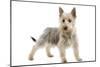 Australian Silky Terrier Puppy in Studio-null-Mounted Photographic Print